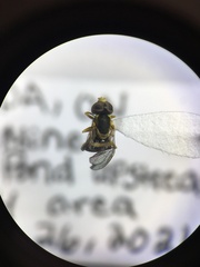 Toxomerus marginatus