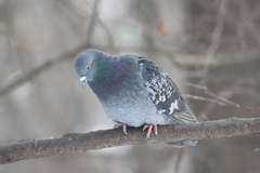Columba livia domestica