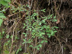 Symphoricarpos mollis