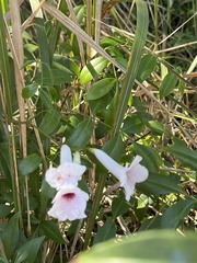 Pandorea jasminoides