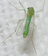 Endochironomus