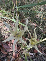 Gladiolus undulatus