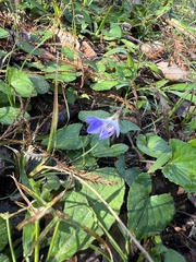Viola sororia