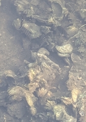 Archosargus probatocephalus