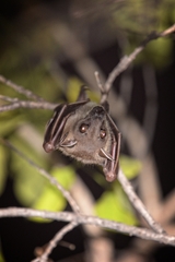 Cynopterus sphinx