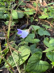 Viola sororia