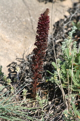 Orobanche foetida