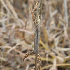 Macronemurus appendiculatus