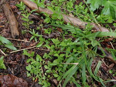 Veronica officinalis