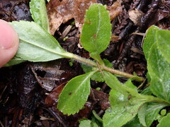 Veronica officinalis