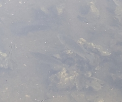 Sarotherodon melanotheron