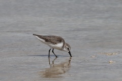 Calidris