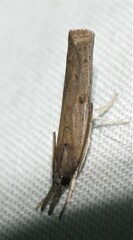 Fissicrambus mutabilis