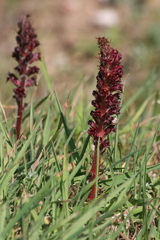 Orobanche foetida