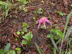 Erythronium revolutum