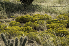 Gutierrezia sarothrae