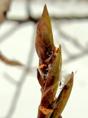 Populus balsamifera