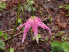 Erythronium revolutum