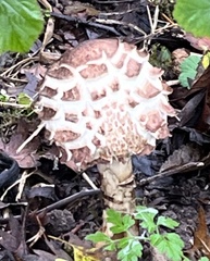 Chlorophyllum rhacodes