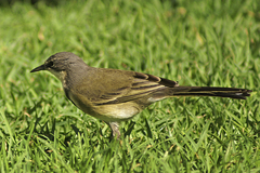 Motacilla capensis capensis