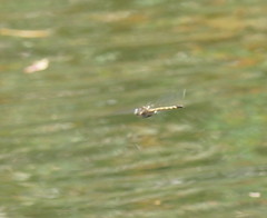 Hemicordulia australiae