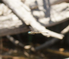 Hemicordulia australiae