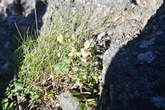 Linaria japonica