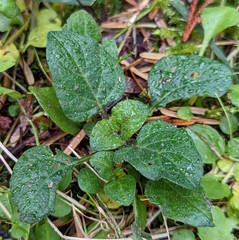 Prunella vulgaris