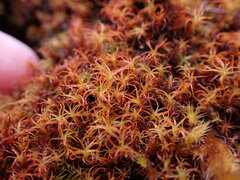 Vinealobryum
