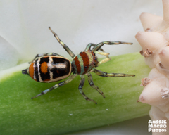 Cosmophasis micarioides