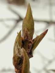 Populus balsamifera