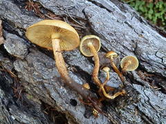 Pholiota malicola