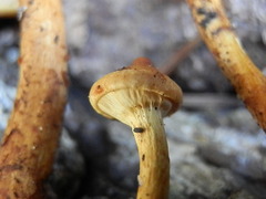 Pholiota malicola