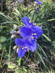 Tradescantia ohiensis