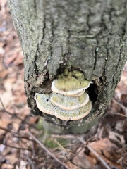 Cerrena unicolor