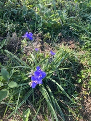 Tradescantia ohiensis