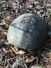 Deirochelys reticularia