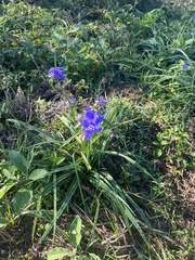Tradescantia ohiensis