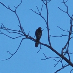 Accipiter