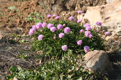 Armeria welwitschii