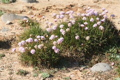 Armeria welwitschii