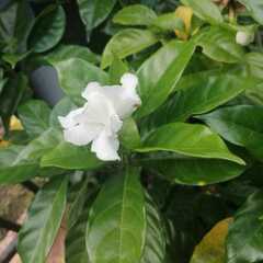 Tabernaemontana divaricata