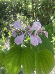Bauhinia monandra