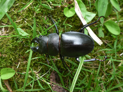 Odontolabis leuthneri