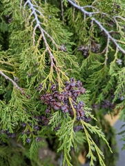Chamaecyparis lawsoniana