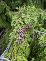 Chamaecyparis lawsoniana