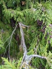 Chamaecyparis lawsoniana