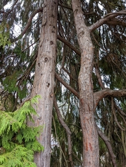 Chamaecyparis lawsoniana