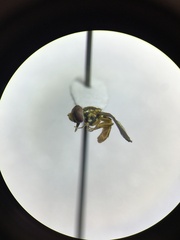 Toxomerus marginatus