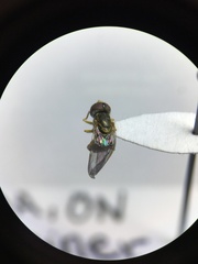 Toxomerus marginatus